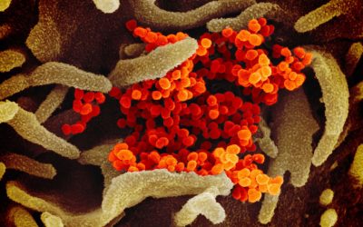 Il virus SARS-Cov-2